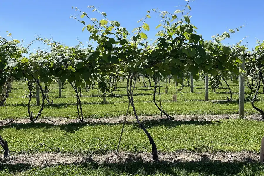 Rows of young grapevines on trellis posts under a clear sky at a vineyard in Bargersville, Indiana